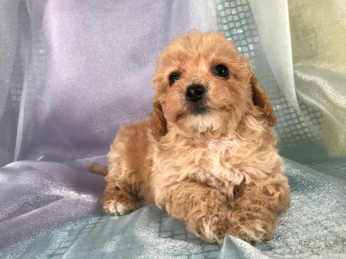 Male Poodle Bichon Puppy for Sale